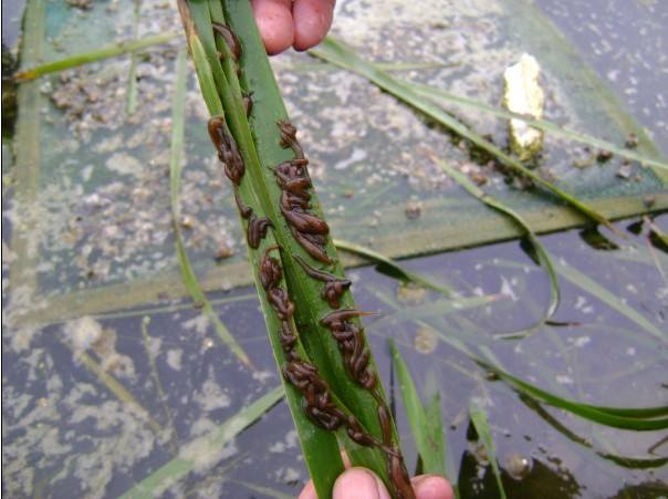 蚂蝗养殖技术教程视频观看养殖存在哪些风险 蚂蝗养殖前景利润