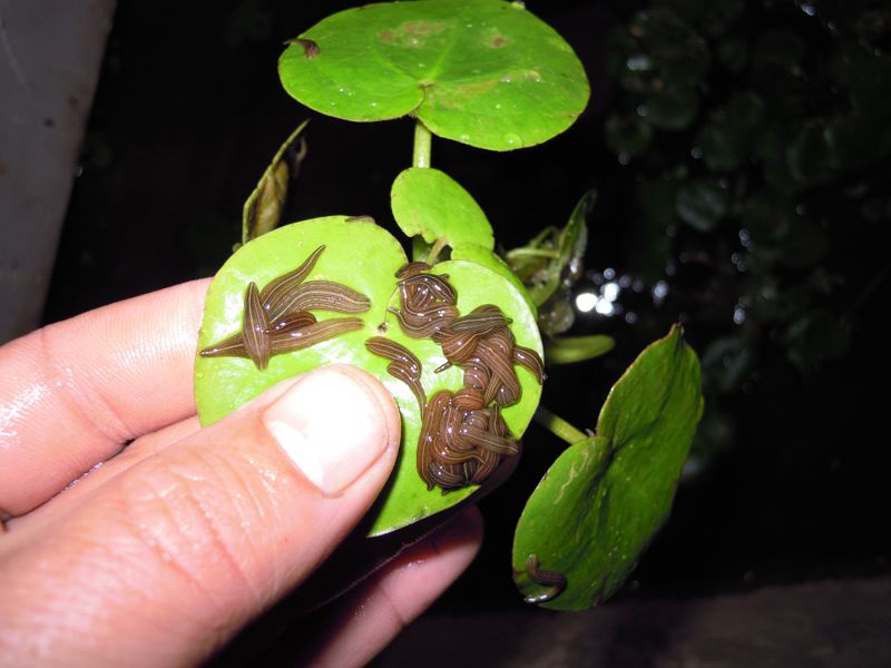 �����ֳ�����̳���Ƶ�ۿ���ֳ������Щ���� �����ֳǰ������