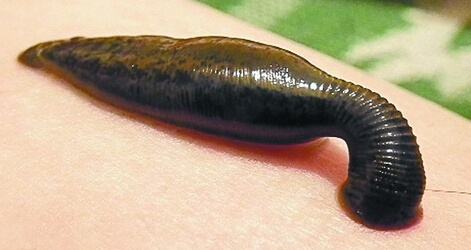 �����ֳ�����̳���Ƶ�ۿ���ֳ������Щ���� �����ֳǰ������