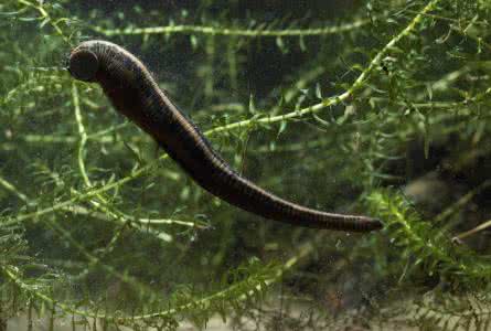 �����ֳ�����̳���Ƶ�ۿ���ֳ������Щ���� �����ֳǰ������