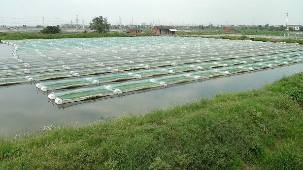 蚂蝗养殖技术教程视频观看养殖存在哪些风险 蚂蝗养殖前景利润