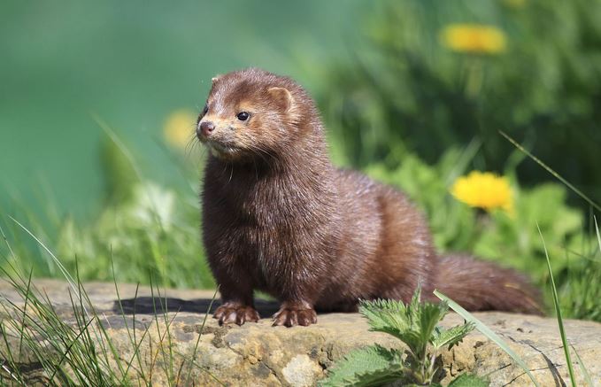 水貂养殖技术资料大全配种教程视频 未来10年水貂养殖前景