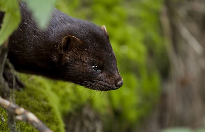 水貂养殖技术资料大全配种教程视频 未来10年水貂养殖前景