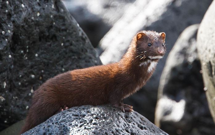水貂养殖技术资料大全配种教程视频 未来10年水貂养殖前景