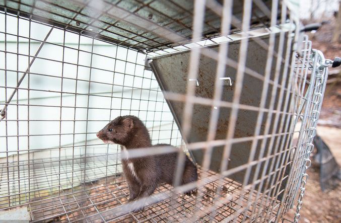 水貂养殖技术资料大全配种教程视频 未来10年水貂养殖前景