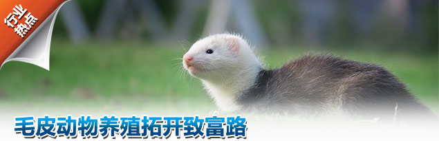 水貂养殖技术资料大全配种教程视频 未来10年水貂养殖前景