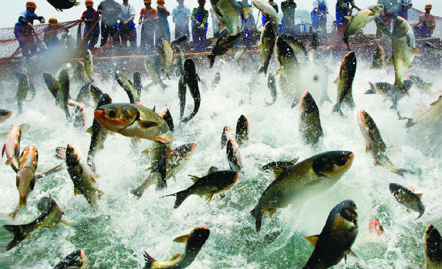 水产养殖学专业怎么样排名薪酬 女生学水产养殖专业前景就业方向