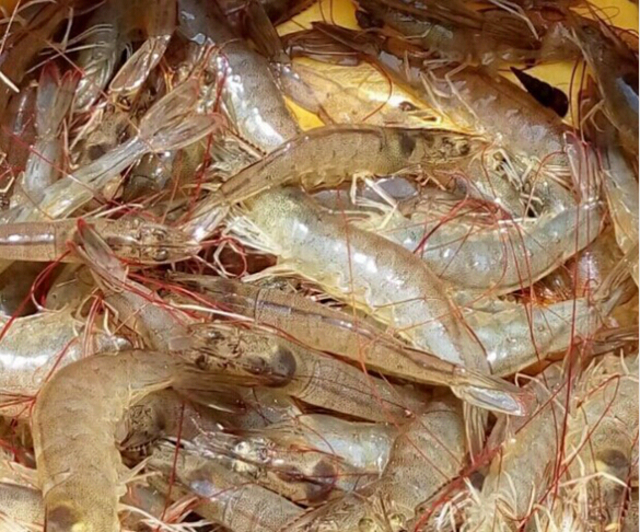 ϺƵȫʩ ϺĻ֪ʶֳҪ