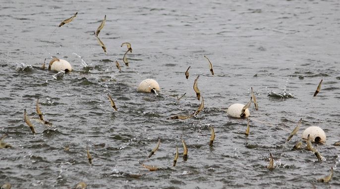 ϺƵȫʩ ϺĻ֪ʶֳҪ