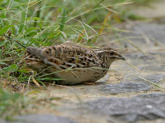 鹌鹑养殖新技术资料大全养殖方法视频教程 养殖鹌鹑的风险和利润