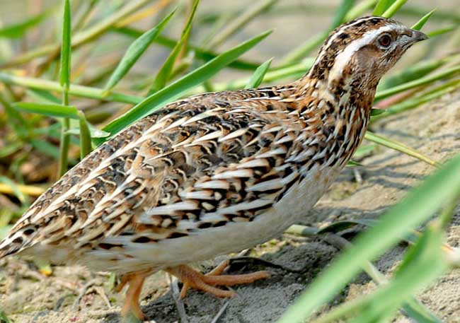 鹌鹑养殖新技术资料大全养殖方法视频教程 养殖鹌鹑的风险和利润