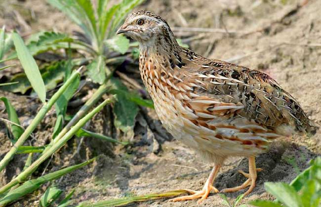 ֳ¼ϴȫֳƵ̳ ֳȵķպ