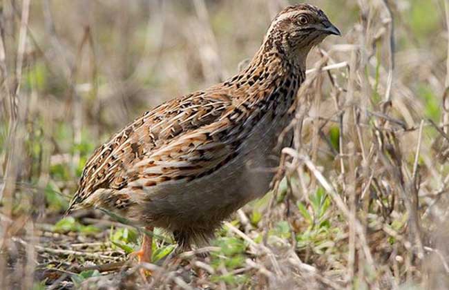 ֳ¼ϴȫֳƵ̳ ֳȵķպ