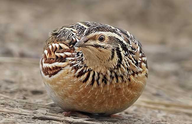 ֳ¼ϴȫֳƵ̳ ֳȵķպ