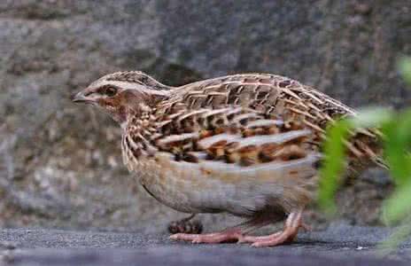 ֳ¼ϴȫֳƵ̳ ֳȵķպ