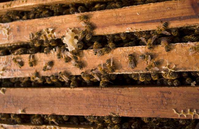 蜜蜂养殖技术资料大全视频教程 蜜蜂养殖与管理及病虫害防治