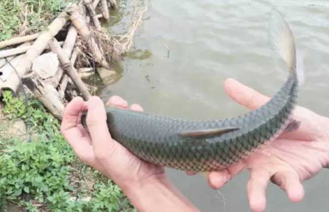 㼼ָȫƵ   ũֳʲô