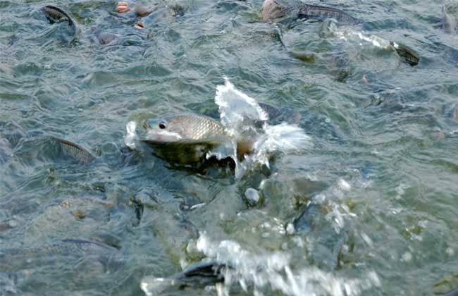 㼼ָȫƵ   ũֳʲô