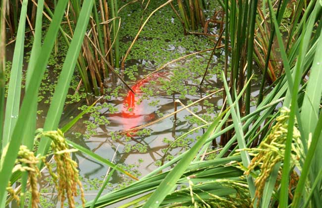 㼼ָȫƵ   ũֳʲô