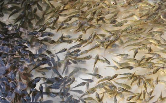 㼼ָȫƵ   ũֳʲô