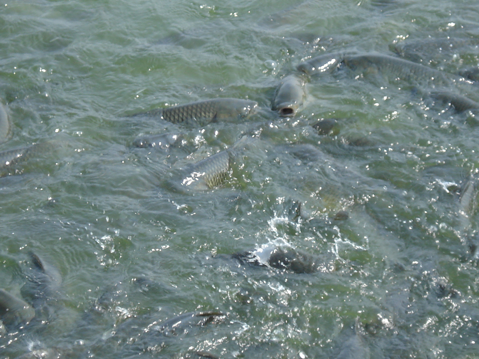 㼼ָȫƵ   ũֳʲô