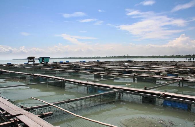 养鱼技术资料指导大全视频 农村养殖什么鱼利润高