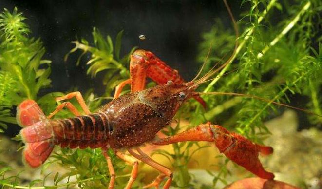 ϺֳƵ̳ȫ  СϺֳɱ