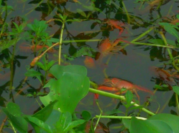 ϺֳƵ̳ȫ  СϺֳɱ