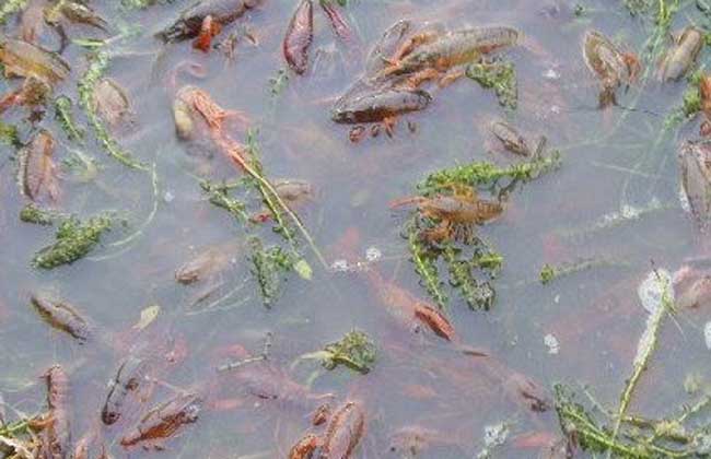 ϺֳƵ̳ȫ  СϺֳɱ