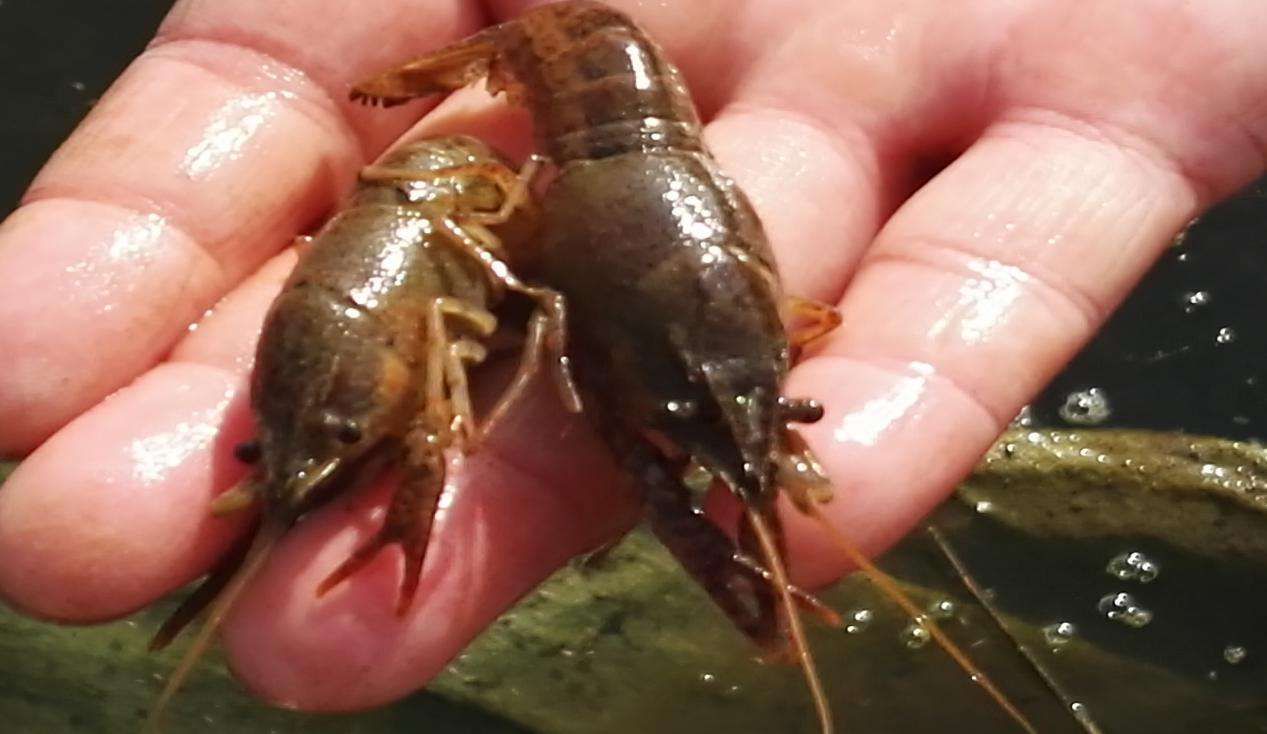 ϺֳƵ̳ȫ  СϺֳɱ