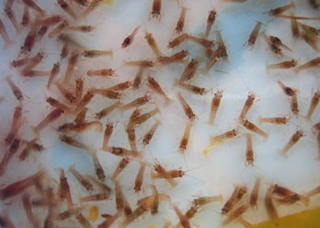 ϺֳƵ̳ȫ  СϺֳɱ