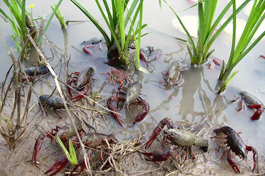 ϺֳƵ̳ȫ  СϺֳɱ