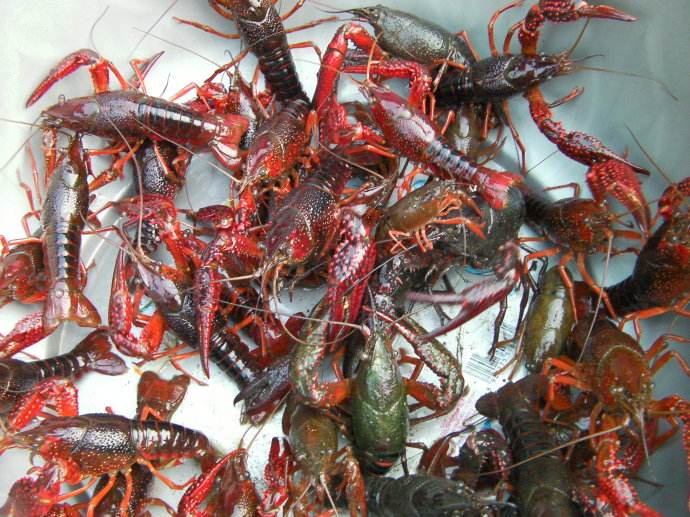 ϺֳƵ̳ȫ  СϺֳɱ