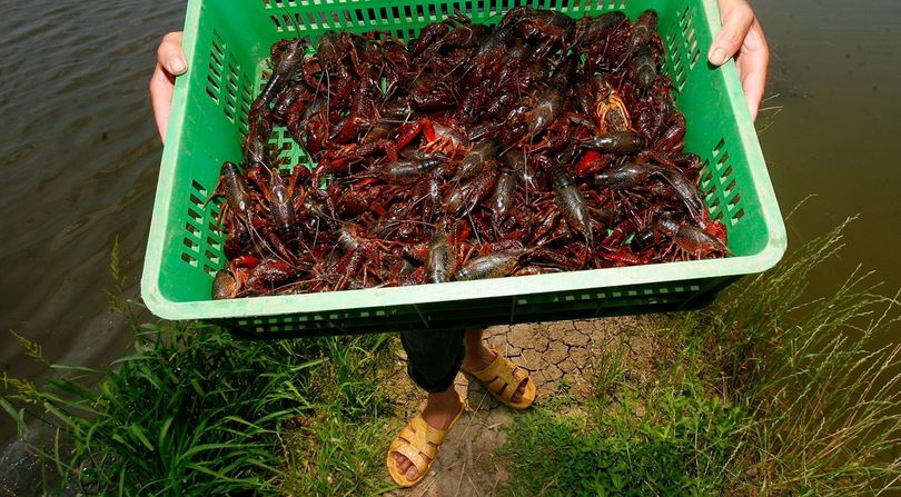 ϺֳƵ̳ȫ  СϺֳɱ