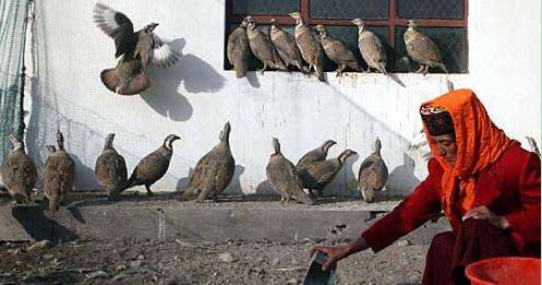 ɽѩֳƵ۸ ɽѩֳͼƬг