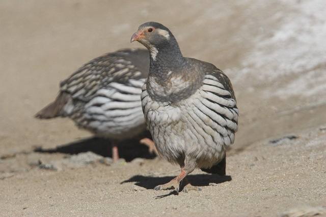 ɽѩֳƵ۸ ɽѩֳͼƬг