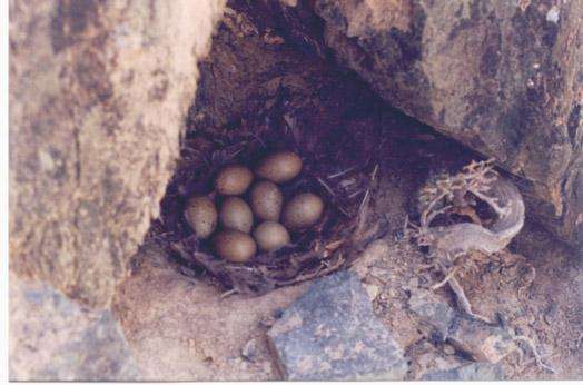 天山雪鸡养殖技术视频及种苗价格 天山雪鸡养殖基地图片批发市场