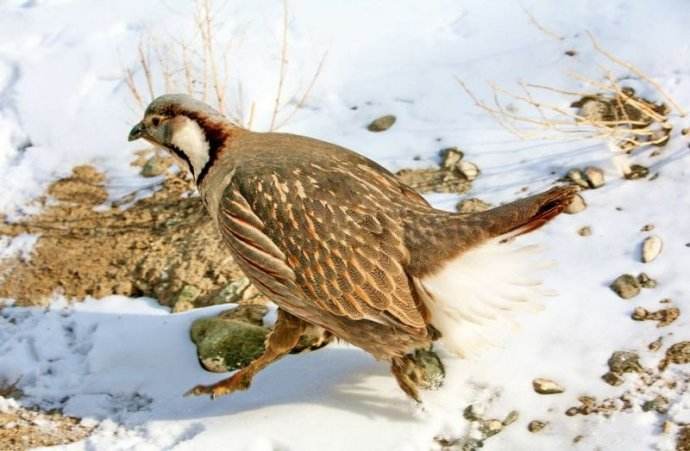 ɽѩֳƵ۸ ɽѩֳͼƬг