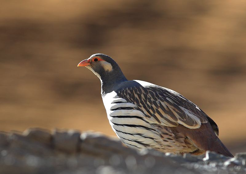 天山雪鸡养殖技术视频及种苗价格 天山雪鸡养殖基地图片批发市场