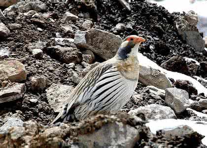 天山雪鸡养殖技术视频及种苗价格 天山雪鸡养殖基地图片批发市场