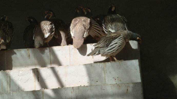 天山雪鸡养殖技术视频及种苗价格 天山雪鸡养殖基地图片批发市场