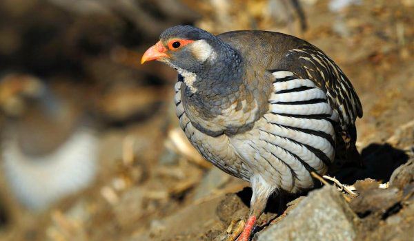 雪鸡多少钱一只哪里有卖的有没有苗供应?雪鸡养殖基地位置图片