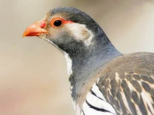 雪鸡多少钱一只哪里有卖的有没有苗供应?雪鸡养殖基地位置图片