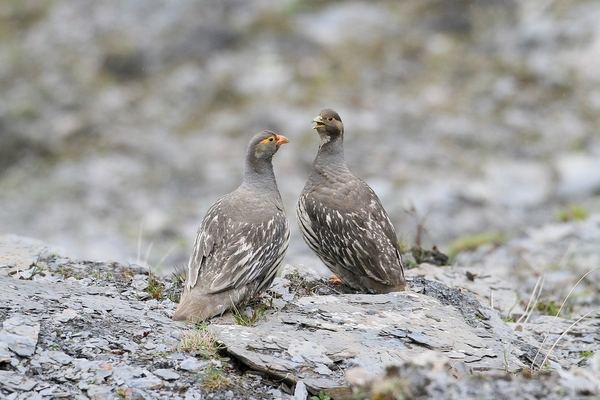 ѩǮһֻû繩ӦѩֳλͼƬ