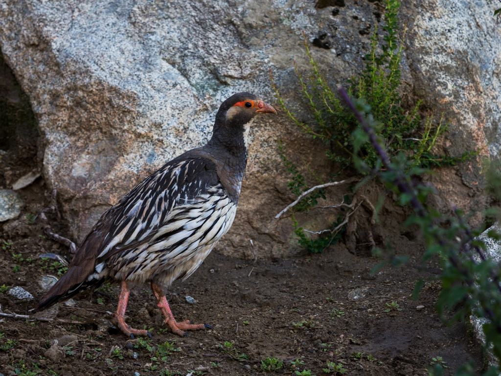 雪鸡多少钱一只哪里有卖的有没有苗供应?雪鸡养殖基地位置图片