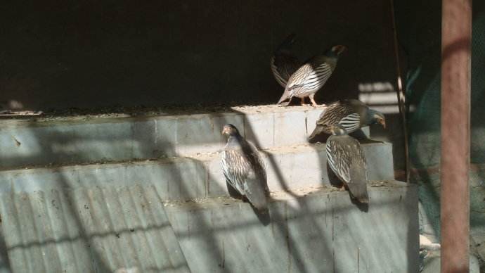 ѩǮһֻû繩ӦѩֳλͼƬ