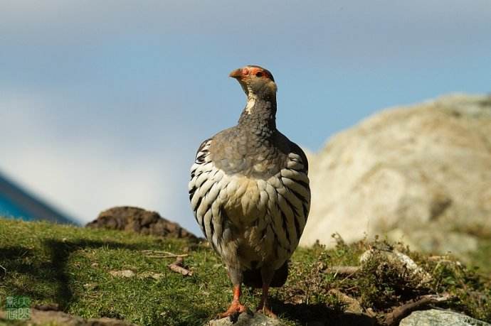 ѩǮһֻû繩ӦѩֳλͼƬ