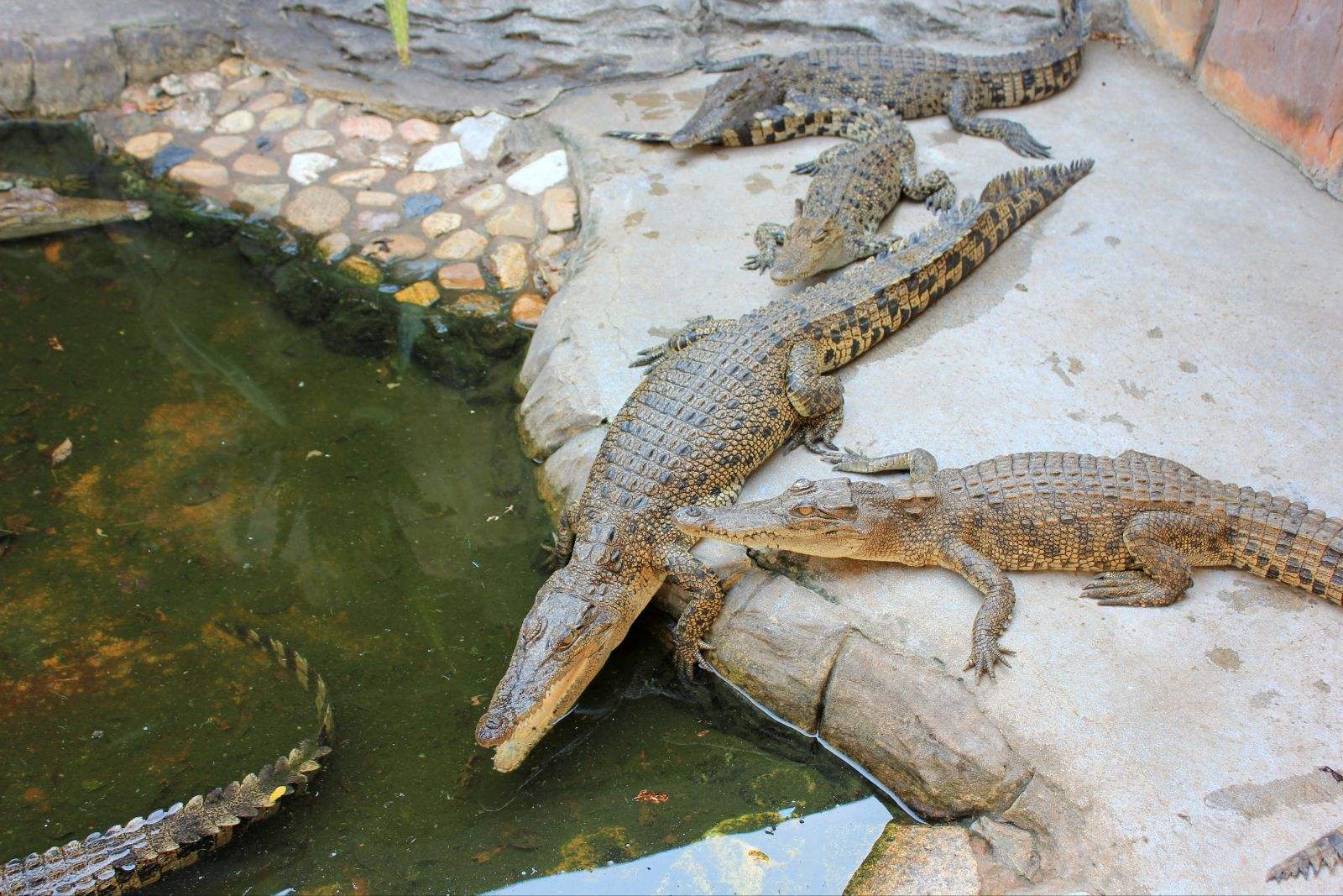 鳄鱼养殖技术视频需要什么条件大概投资多少 鳄鱼养殖成本和利润