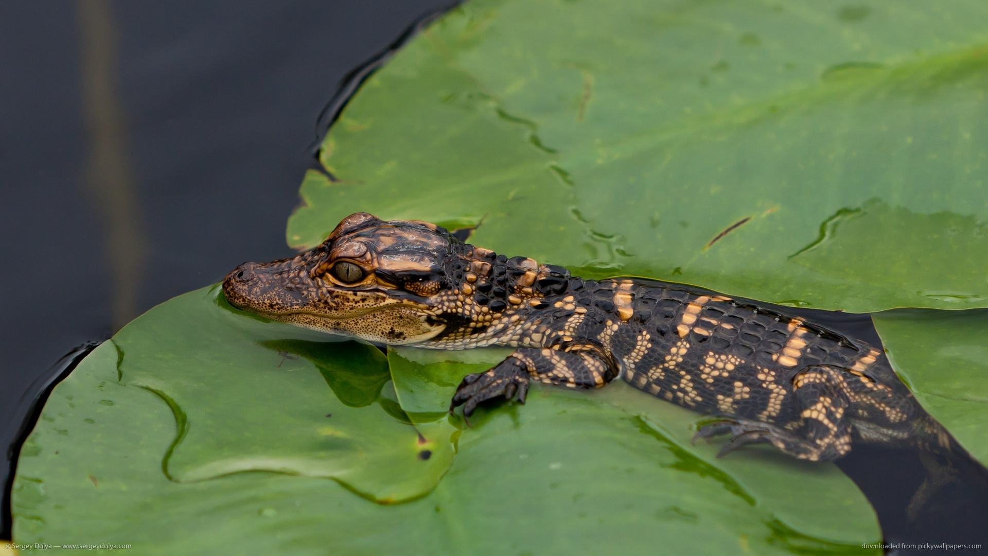 鳄鱼养殖技术视频需要什么条件大概投资多少 鳄鱼养殖成本和利润