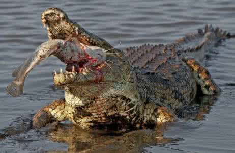 鳄鱼养殖技术视频需要什么条件大概投资多少 鳄鱼养殖成本和利润